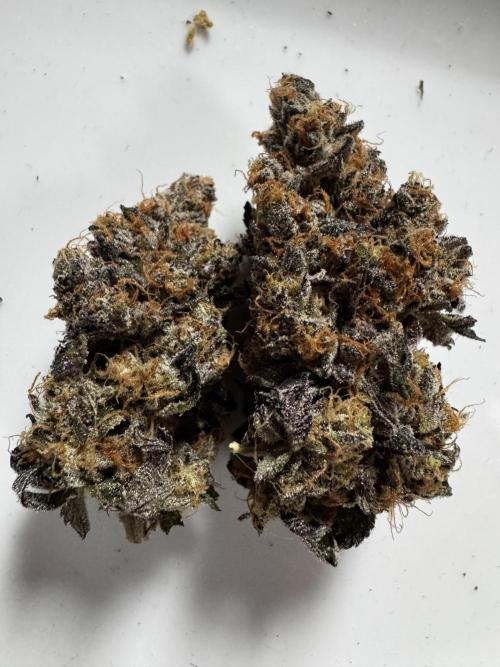 Grounded Genetics New Drops. Week 14