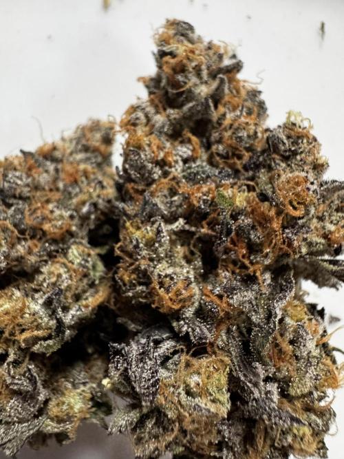 Grounded Genetics New Drops. Week 14