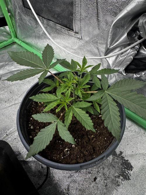 Solo CapJunky Scrog. Week 3