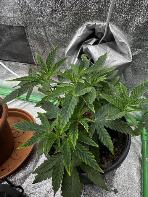 Solo CapJunky Scrog. Week 4