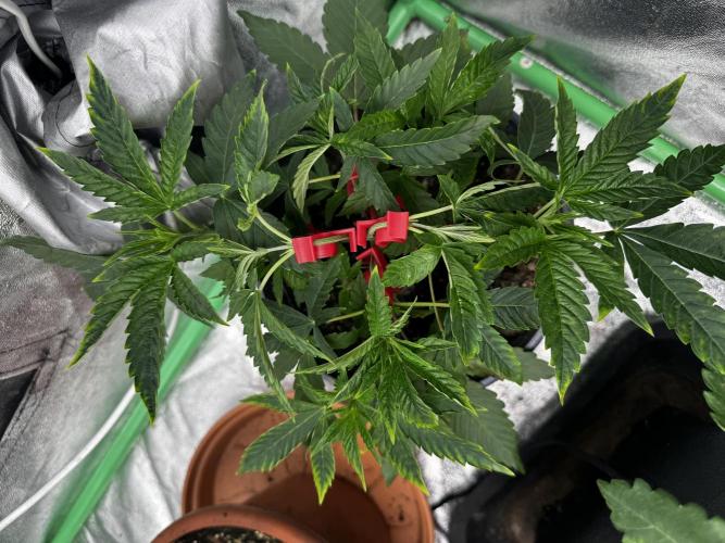 Solo CapJunky Scrog. Week 4