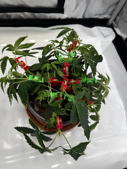 Solo CapJunky Scrog. Week 5