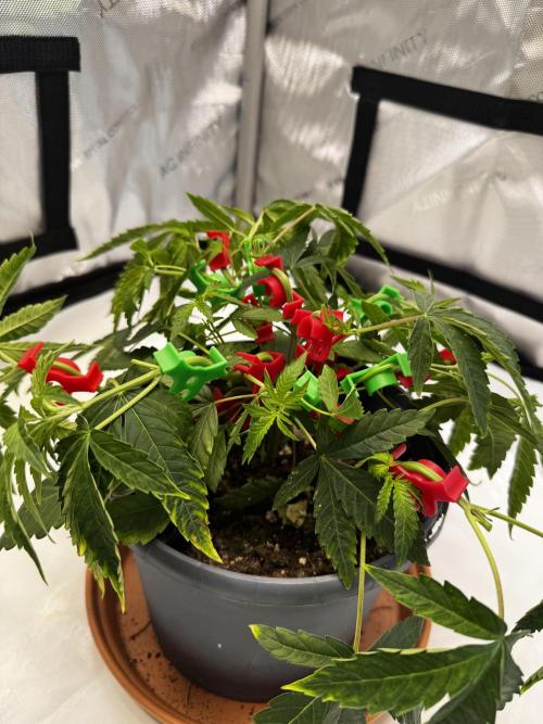 Solo CapJunky Scrog. Week 5