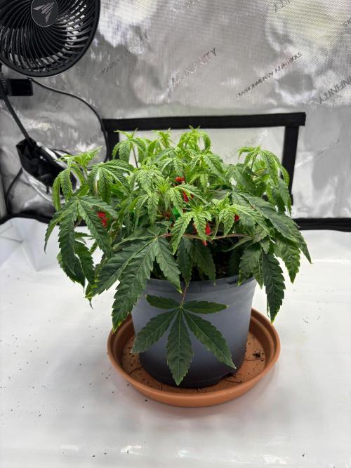 Solo CapJunky Scrog. Week 6