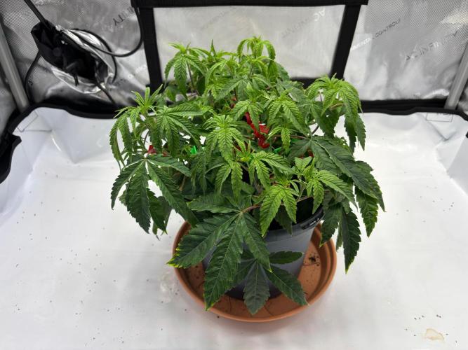 Solo CapJunky Scrog. Week 6