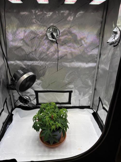 Solo CapJunky Scrog. Week 6