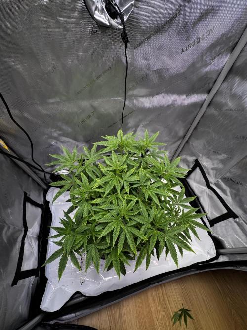 Solo CapJunky Scrog. Week 7