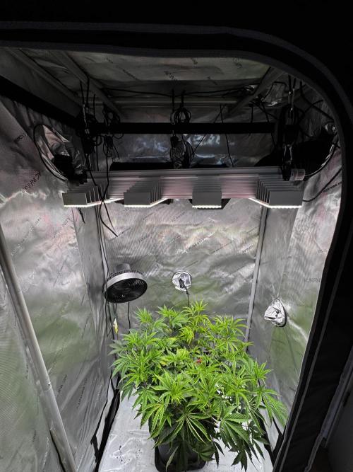 Solo CapJunky Scrog. Week 7