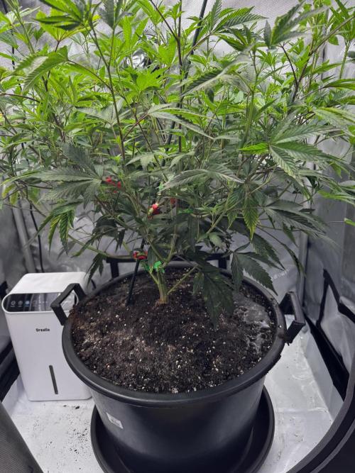 Solo CapJunky Scrog. Week 8