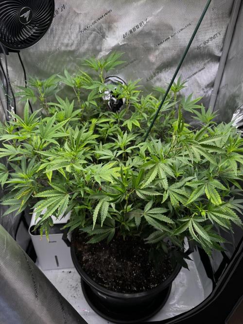Solo CapJunky Scrog. Week 8