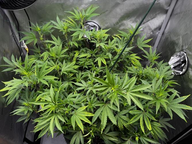 Solo CapJunky Scrog. Week 8