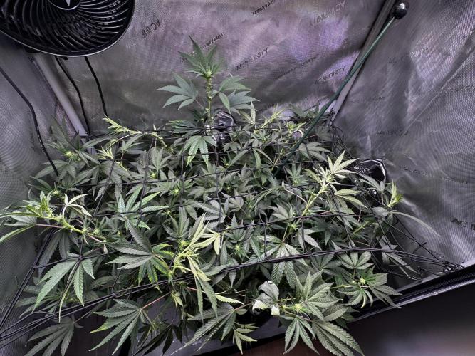 Solo CapJunky Scrog. Week 10