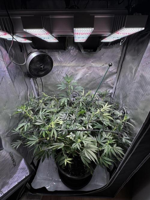 Solo CapJunky Scrog. Week 10