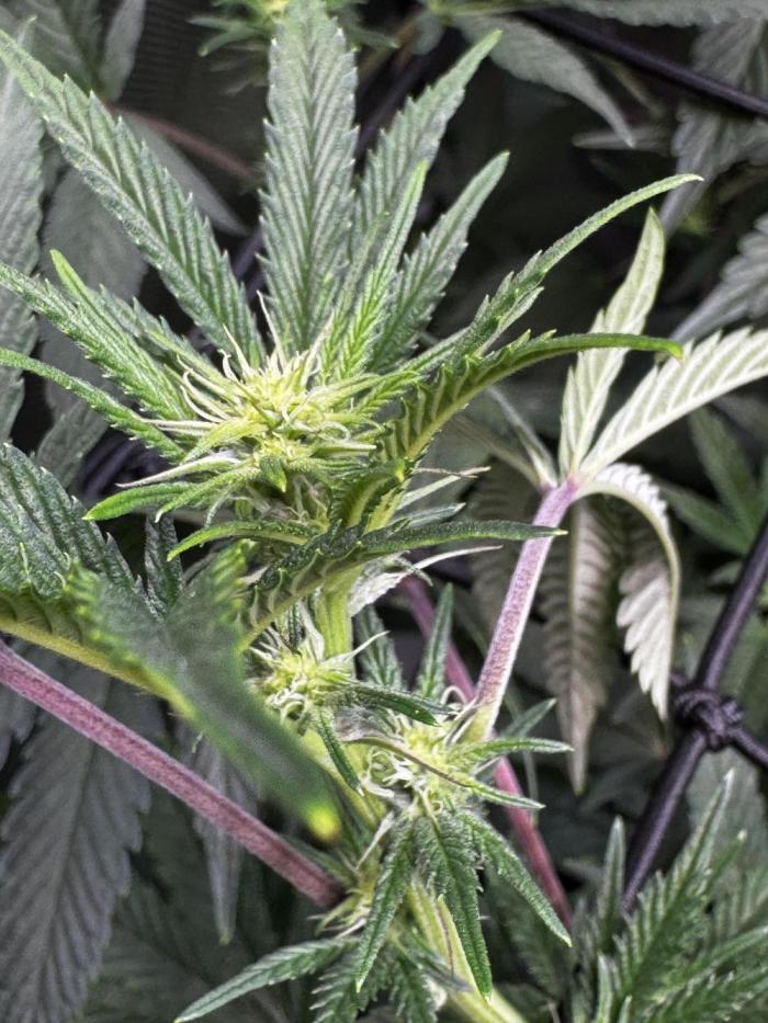 Solo CapJunky Scrog. Week 11