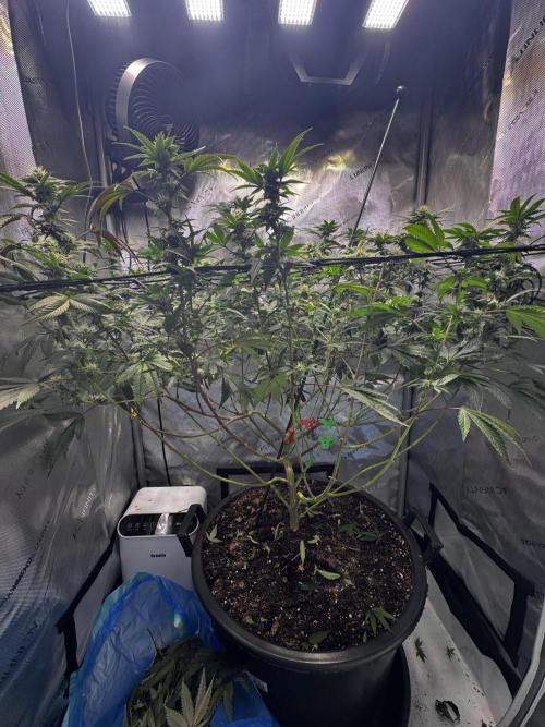 Solo CapJunky Scrog. Week 12