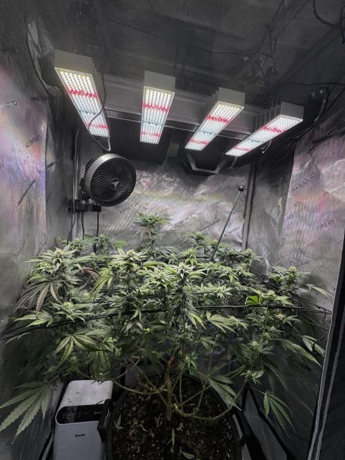 Solo CapJunky Scrog. Week 12