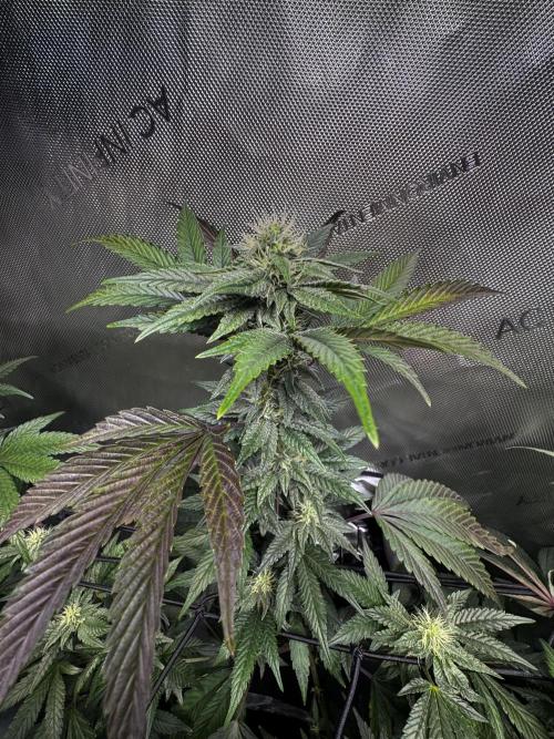 Solo CapJunky Scrog. Week 12