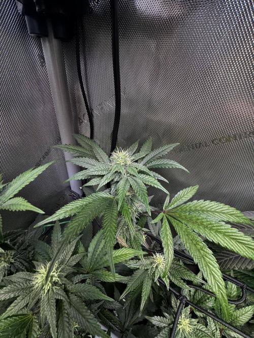 Solo CapJunky Scrog. Week 12