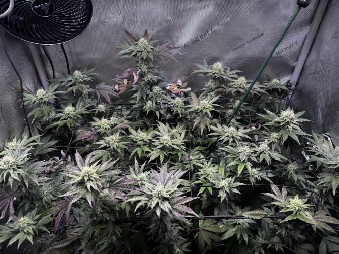 Solo CapJunky Scrog. Week 13