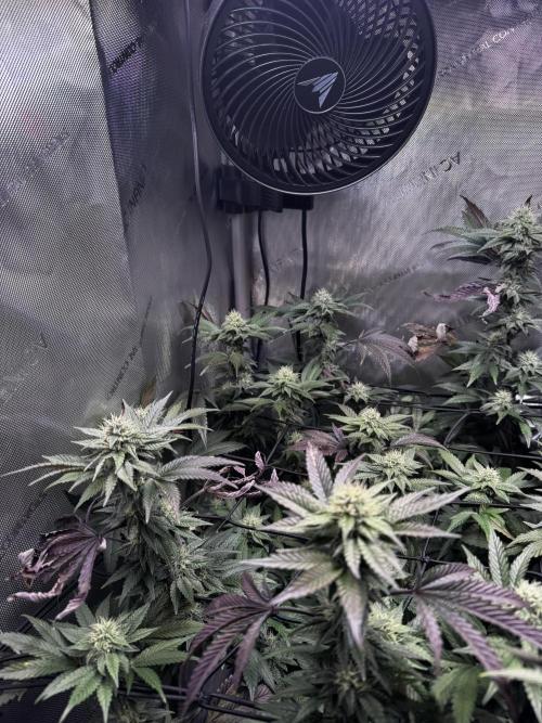 Solo CapJunky Scrog. Week 13