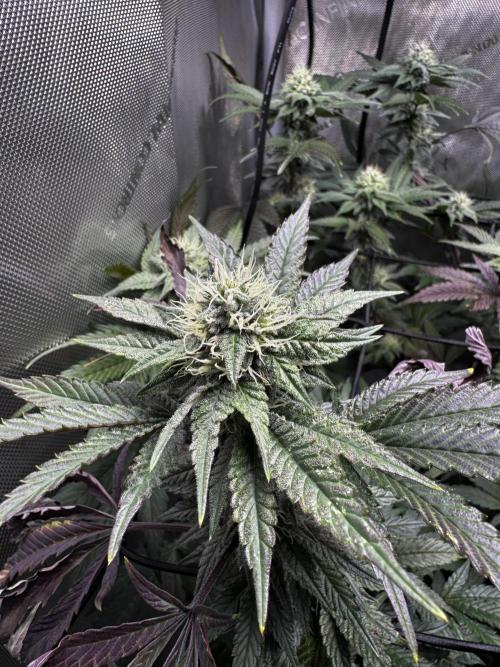 Solo CapJunky Scrog. Week 13