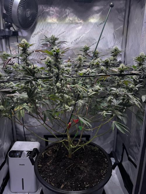 Solo CapJunky Scrog. Week 13