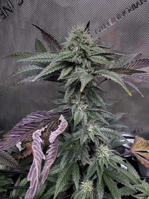 Solo CapJunky Scrog. Week 13