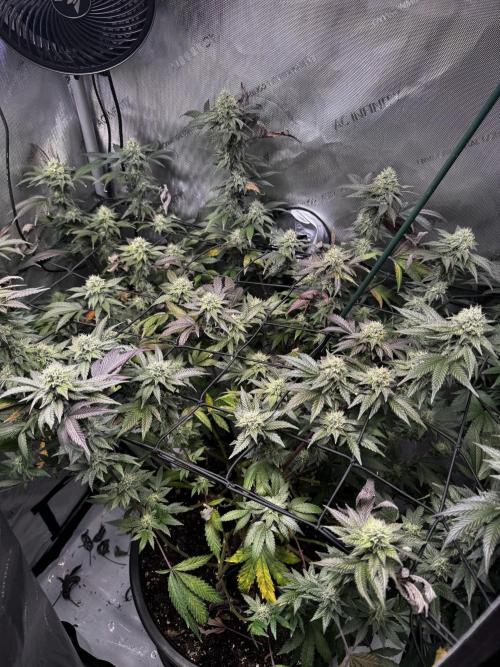 Solo CapJunky Scrog. Week 14