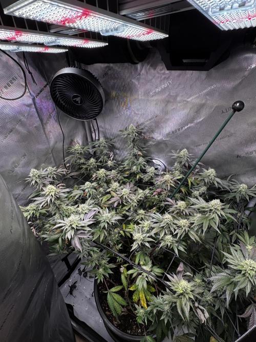 Solo CapJunky Scrog. Week 14