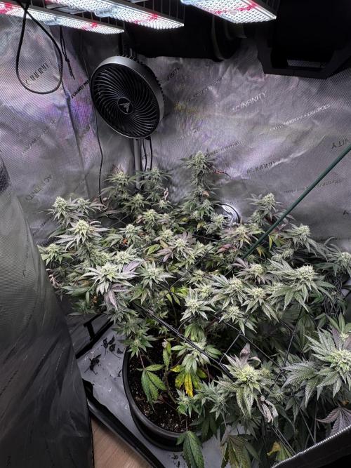 Solo CapJunky Scrog. Week 14