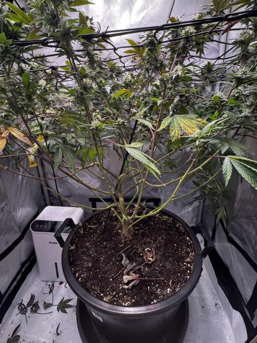 Solo CapJunky Scrog. Week 14