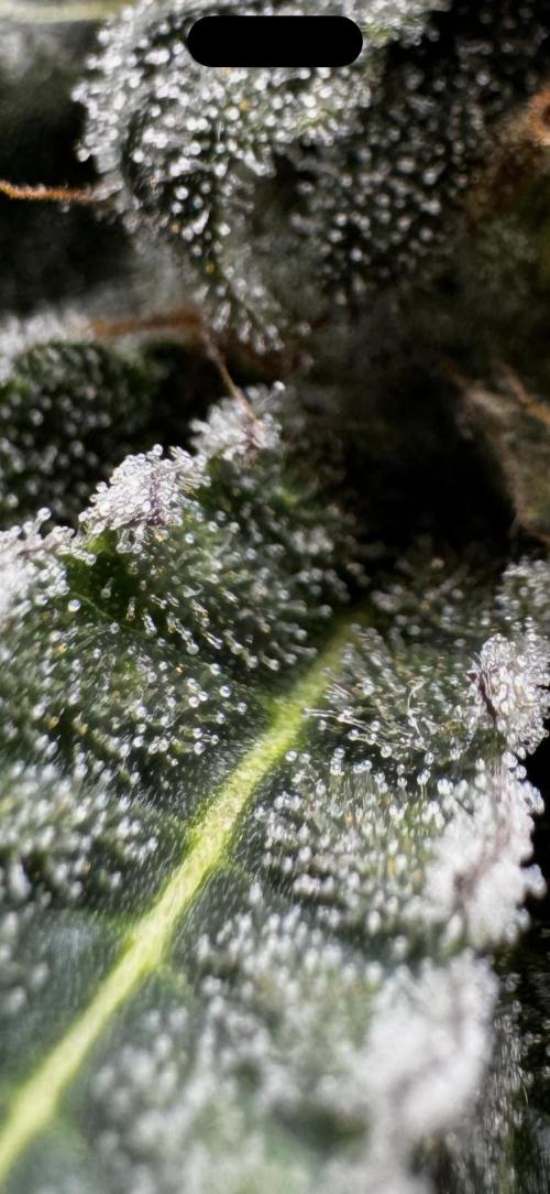 Solo CapJunky Scrog. Week 14