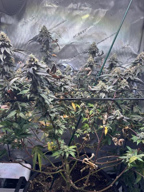 Solo CapJunky Scrog. Week 15