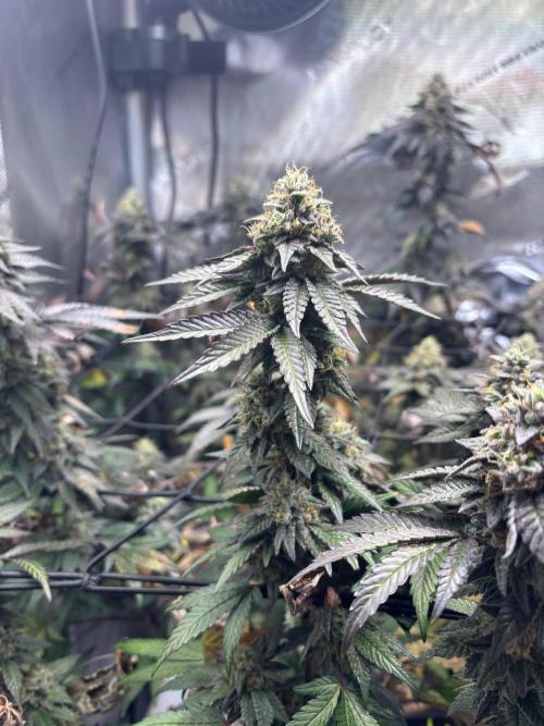 Solo CapJunky Scrog. Week 15