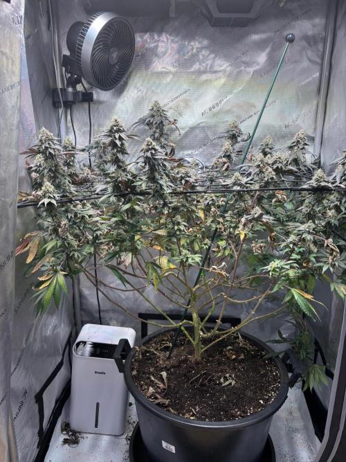 Solo CapJunky Scrog. Week 15
