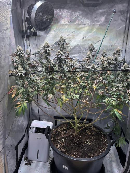 Solo CapJunky Scrog. Week 15