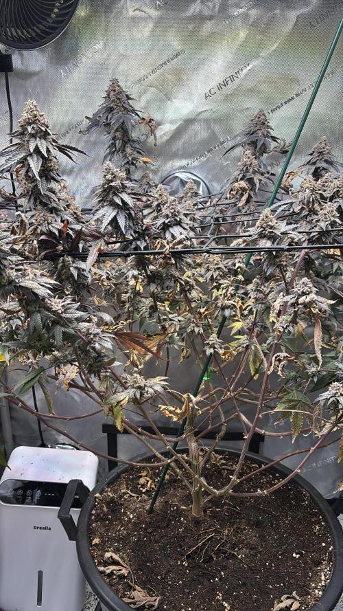 Solo CapJunky Scrog. Week 16