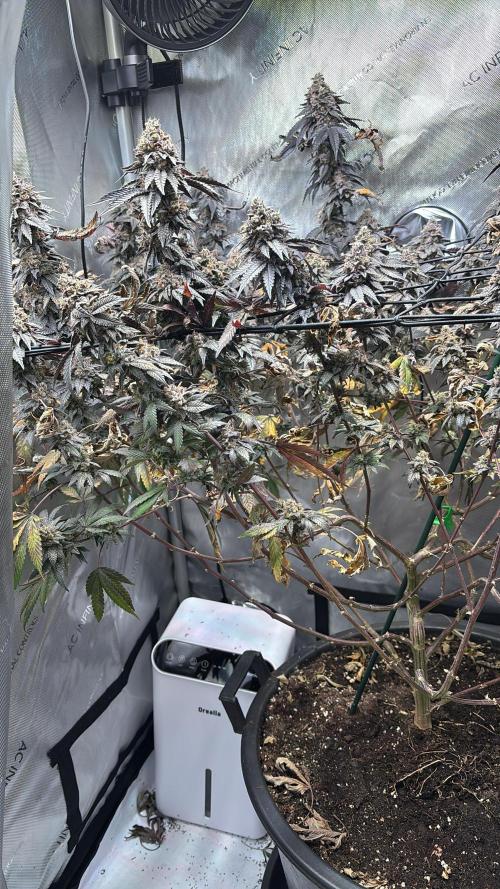 Solo CapJunky Scrog. Week 16