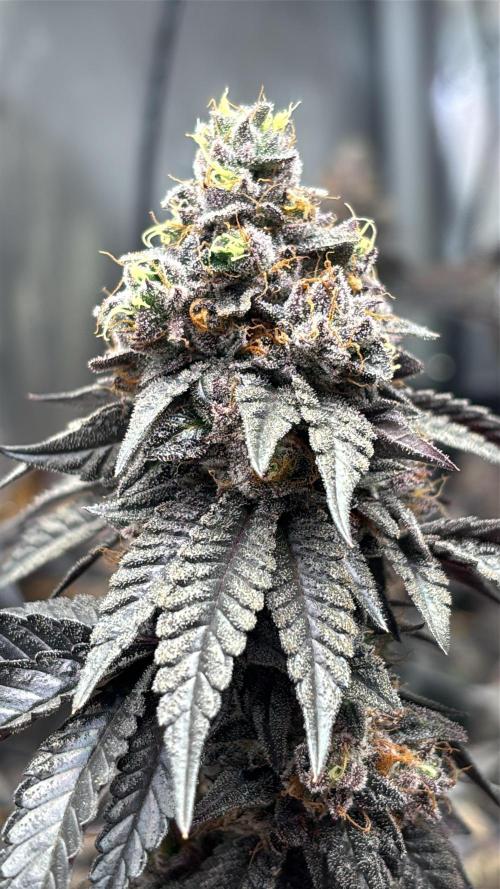 Solo CapJunky Scrog. Week 16