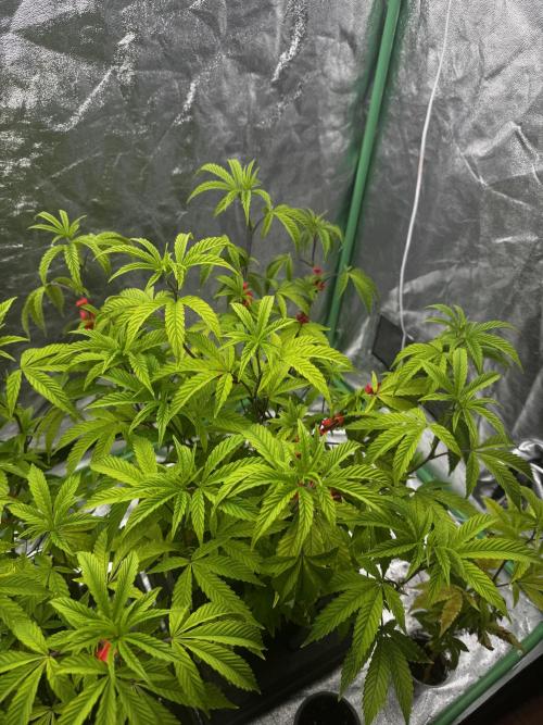 2x Cap Junky Scrog. Week 5