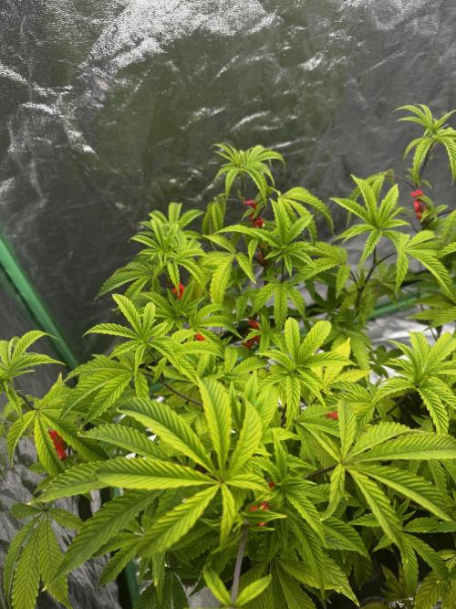 2x Cap Junky Scrog. Week 5