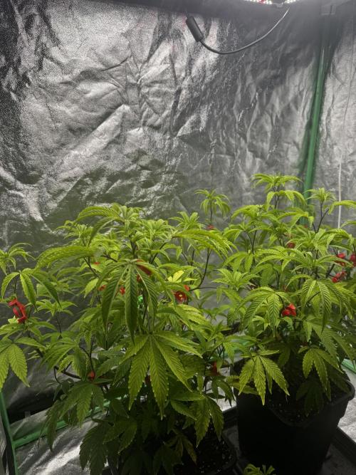 2x Cap Junky Scrog. Week 5