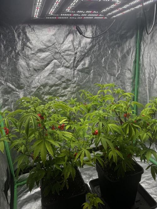 2x Cap Junky Scrog. Week 5