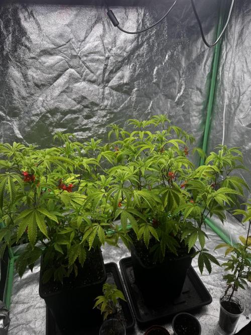 2x Cap Junky Scrog. Week 5