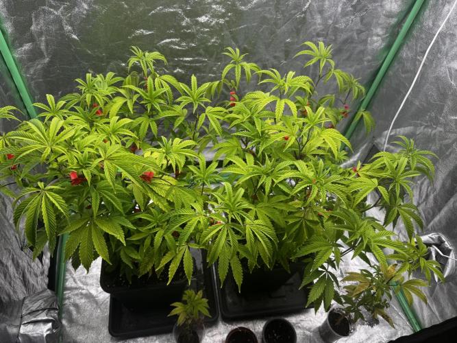 2x Cap Junky Scrog. Week 5