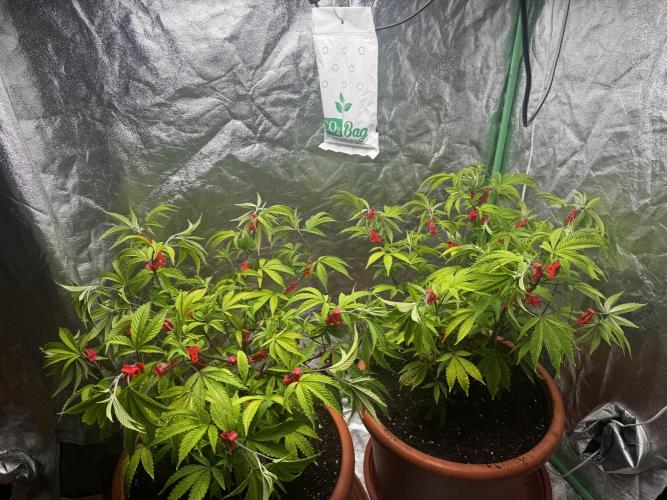 2x Cap Junky Scrog. Week 6