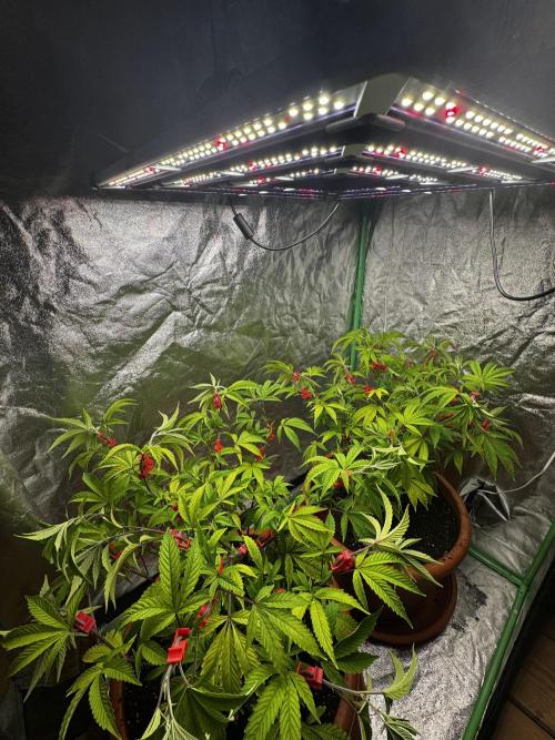 2x Cap Junky Scrog. Week 6