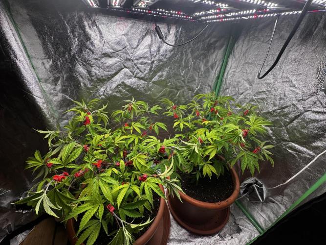 2x Cap Junky Scrog. Week 6