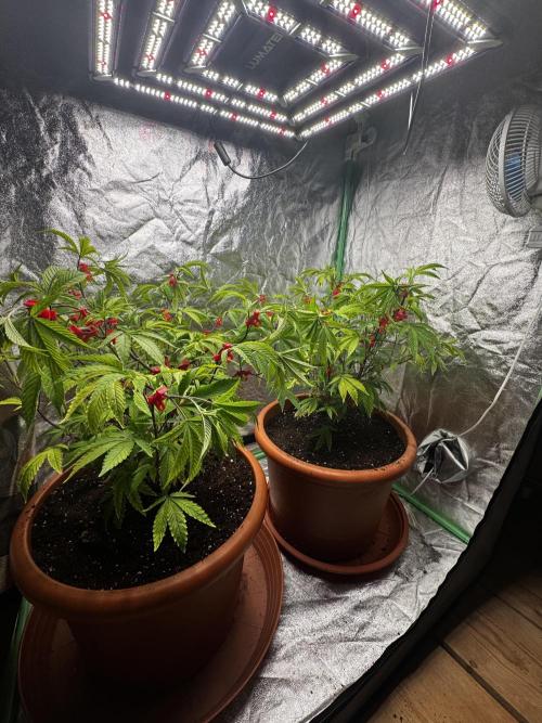 2x Cap Junky Scrog. Week 6