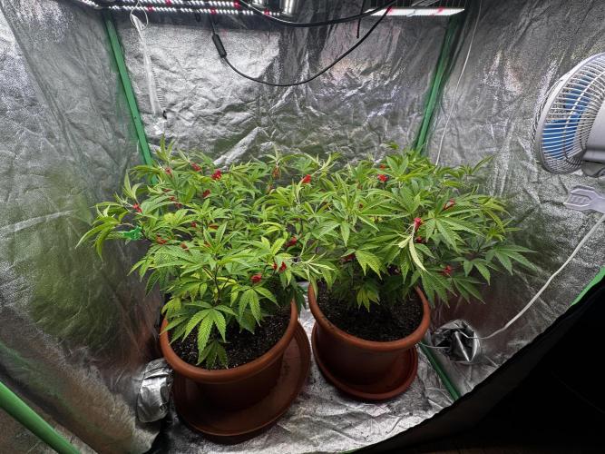 2x Cap Junky Scrog. Week 7